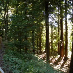 Redwood Section