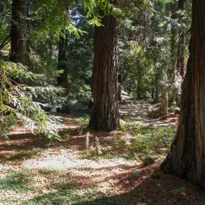 Redwood Section