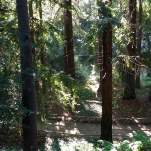 Redwood Section