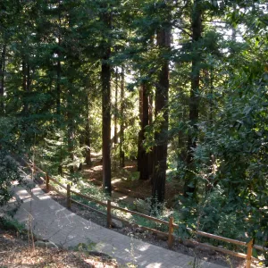 Redwood Section