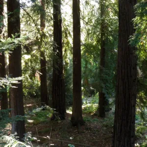 Redwood Section