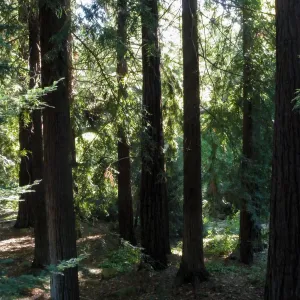 Redwood Section