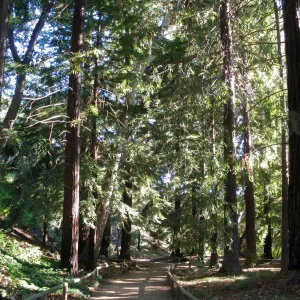 Redwood Section