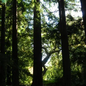 Redwood Section