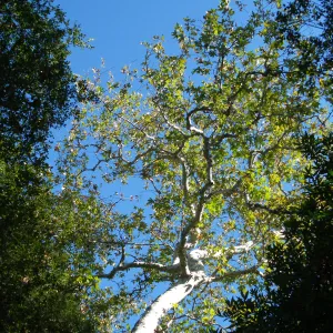 Sycamore in Canyon Section