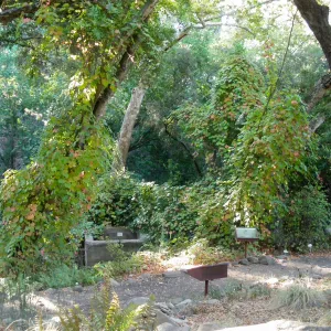 Grapes climbing trees at Fiber Arts Display