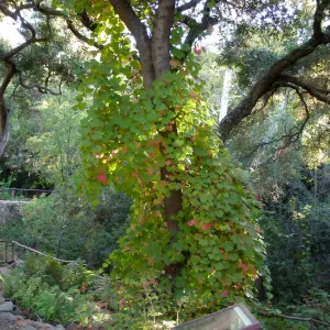Grapes climbing trees at Fiber Arts Display