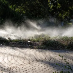 Sprinklers in Ground Cover Section