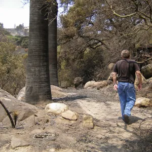 Top of Campbell Trail after Jesusita Fire
