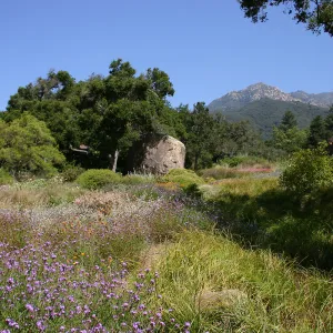 Ground Cover Display and Blaksley Boulder