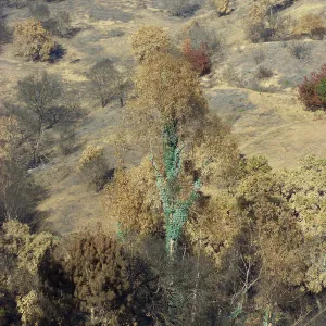 Tree regrowth on Cavalli property 3 months after Jesusita Fire