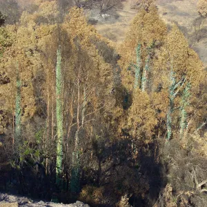 Tree regrowth on Cavalli property 3 months after Jesusita Fire