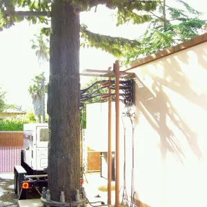 Pinus turrimcellulam, 4000A Modoc Road