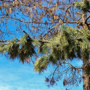 Pinus turrimcellulam, 4000A Modoc Road