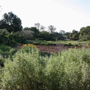 Site where Toad Hall will be constructed