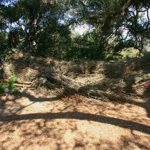 Toad Hall Construction, saplings stored at Meadow Oaks