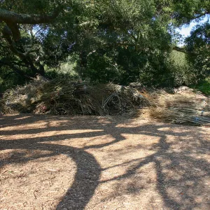 Toad Hall Construction, saplings stored at Meadow Oaks