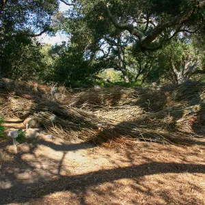 Toad Hall Construction, saplings stored at Meadow Oaks