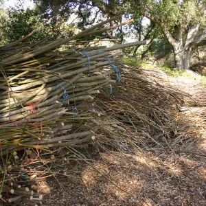 Toad Hall Construction, saplings stored at Meadow Oaks