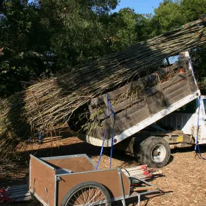 Toad Hall Construction, delivering saplings