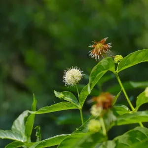 Button Bush