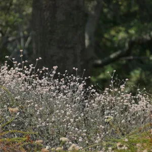 Eriogonum grande