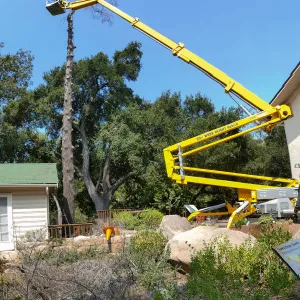 Removal of Bigcone Pine at Cottage