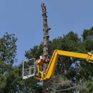 Removal of Bigcone Pine at Cottage
