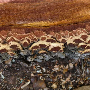 Bigcone Douglas-fir bark cross section