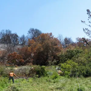 Construction of Herb Parker's â€˜Haven' labyrinth, clearing site in Meadow, removal of leaning grey pine