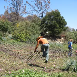 Construction of Herb Parker's â€˜Haven' labyrinth, checking roof framework
