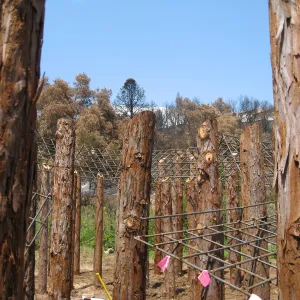 Construction of Herb Parker's â€˜Haven' labyrinth, placing roof structure