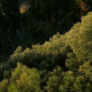 Baccharis sarothroides â€˜Centennial' at sunset in the Ground Cover Section