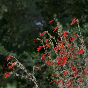 California Fuschia Epilobium canum