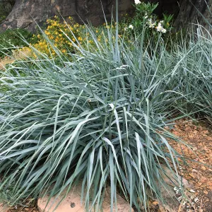 Canyon Prince Giant Wild Rye