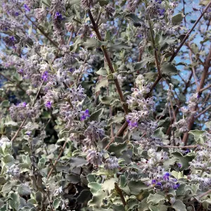 Hyptis emoryi (Desert Lavender, Condea emoryi)