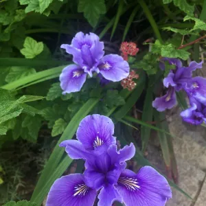 Pacific Coast Hybrid Iris