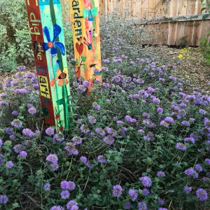 Russian River Coyote Mint