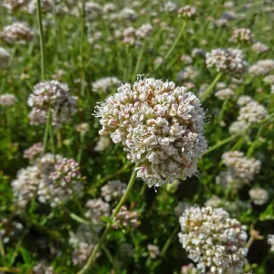 California Buckwheat