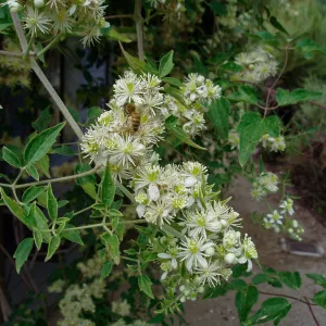 Virgin's Bower