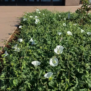 Anacapa Morning Glory