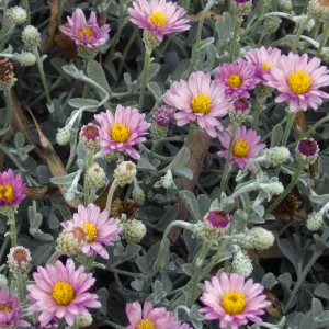 Silver Carpet Lessingia