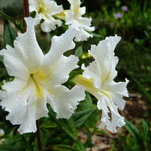 Jelly Bean White Mimulus