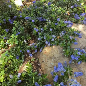 Joyce Coulter Ceanothus