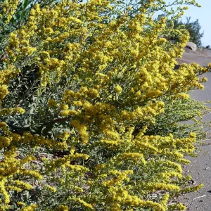 Solidago californica