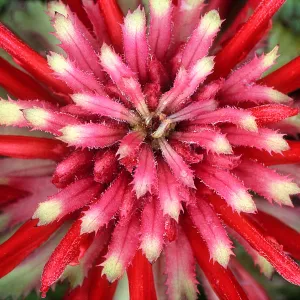 Indian Warrior Close-up Del Valle Park, Livermore CA