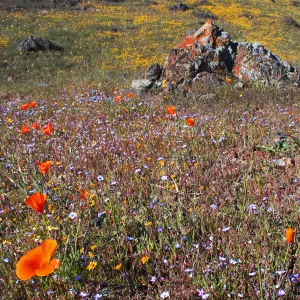 Rocky Ridge Wildflowers and Lichen ,Del Valle Park, Livermore (California poppies)