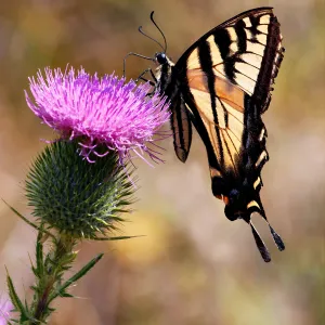 Tiger Swallow Tail Feeds on Thistle in Humboldt Redwoods State Park. Finalist in animal category in the 2011 Photo Contest.