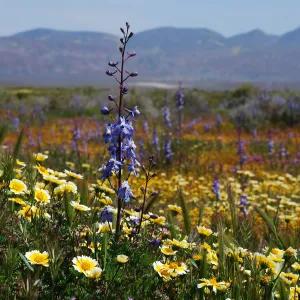 Carrizo Plain