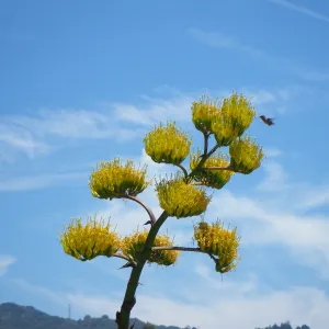Agave y chuparosa